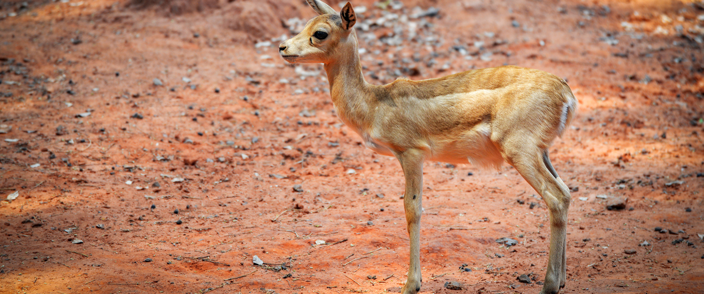 2 Days Tsavo East and Tsavo West Safari