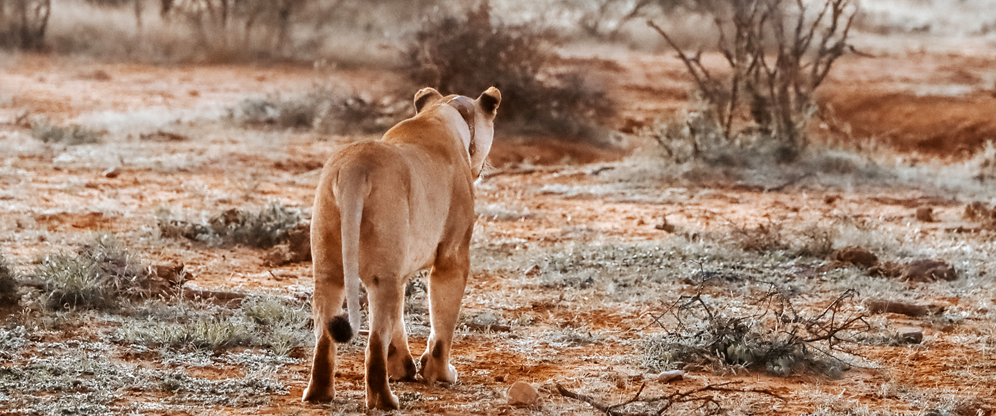 3 Days Tsavo East and Amboseli Safari