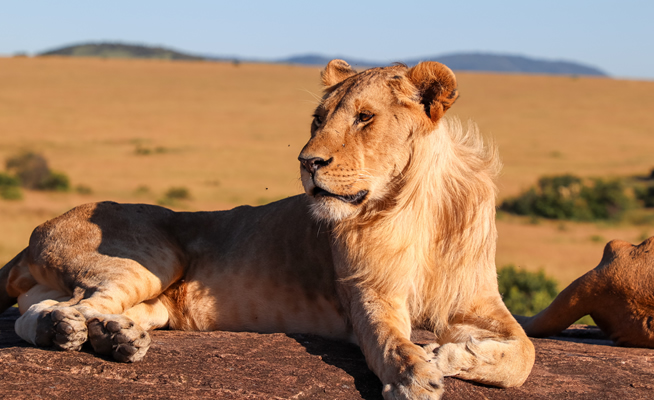 4 Days Masai Mara Safari