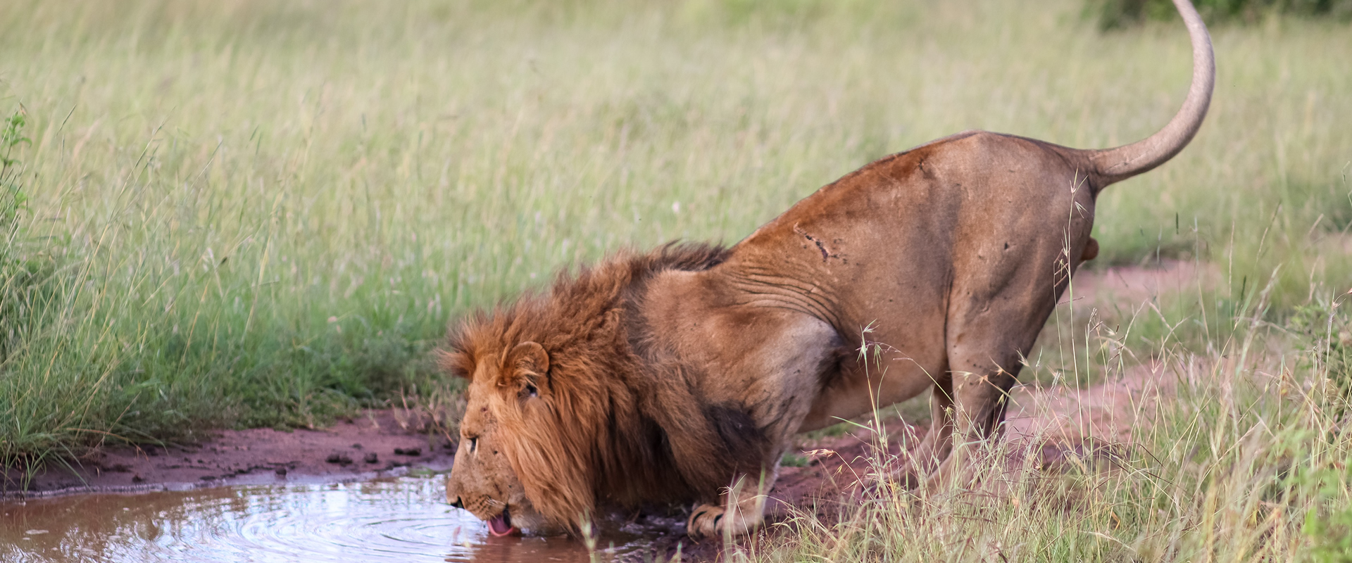 5 Days Taste of Tsavo and Kilimanjaro Safari