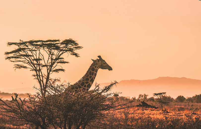 7 Days Samburu Aberdare Lake Nakuru and Masai Mara Safari