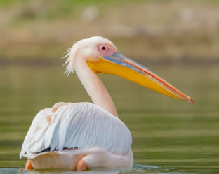 Flamingoes of lake Nakuru