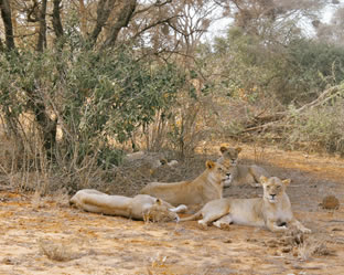 3 Days Tsavo East West National Park