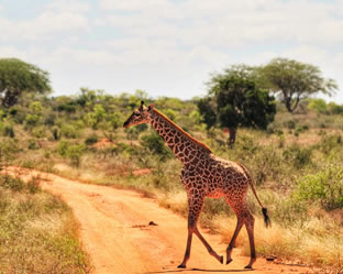 safari departing Mombasa