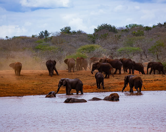 Affordable Kenya safari packages