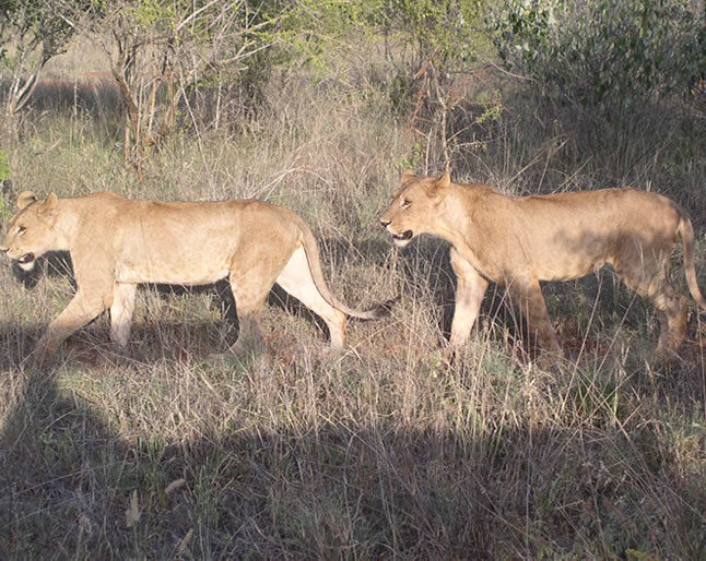 Tsavo east National Park