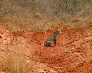 Natural World Kenya Safaris