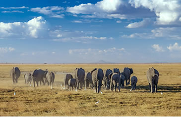 6 Days Amboseli Lake Nakuru - Maasai Mara