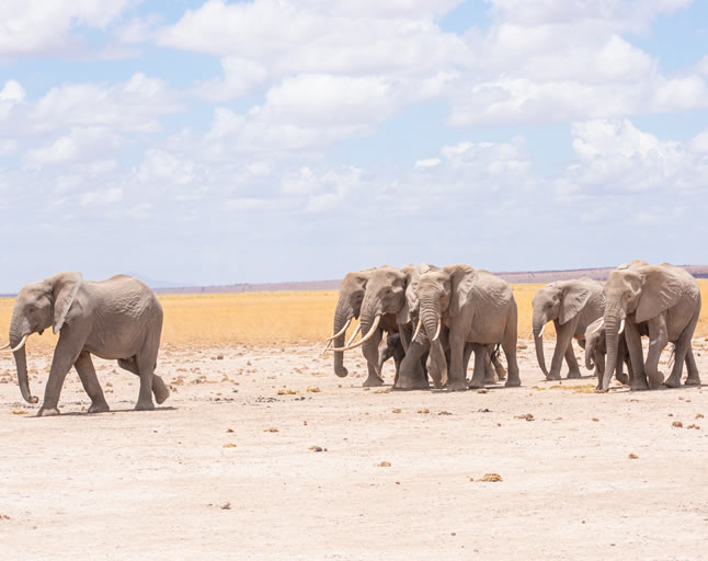 Amboseli National park