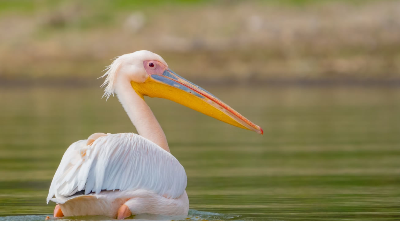 lake naivasha