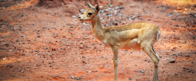 4-Days-Tsavo-East-Tsavo West-National-Park-5