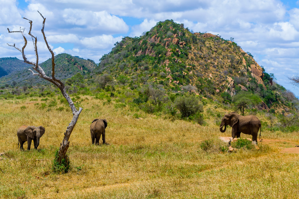 Ngulia Safari Lodge6